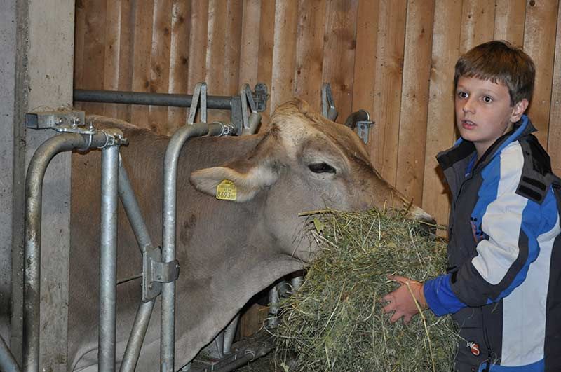 Kind hilft beim Füttern im Stall im Urlaub in Schoppernau im Bregenzerwald