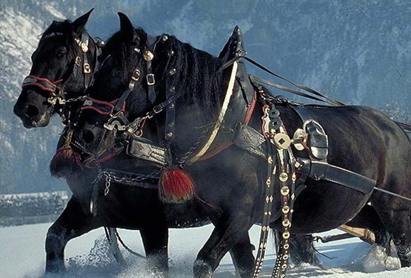 Pferdeschlittenfahrt in Schoppernau im Bregenzerwald